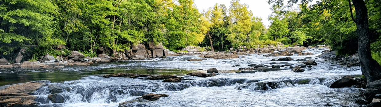 A series of small rapids in a stream lined with big green trees on the banks
