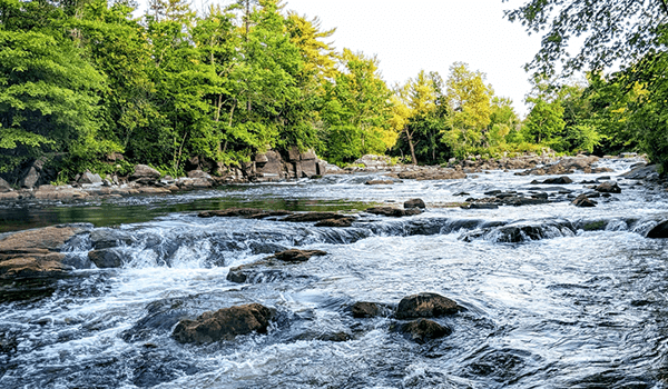 A series of small rapids in a stream lined with big green trees on the banks